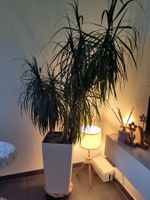Grosse Drachenbaum Palme inkl. Topf 🌴🌱