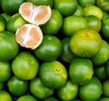 10 Samen Mapo Hybrid CITRUS x TANGELO Mandarine+Grapefruit‪