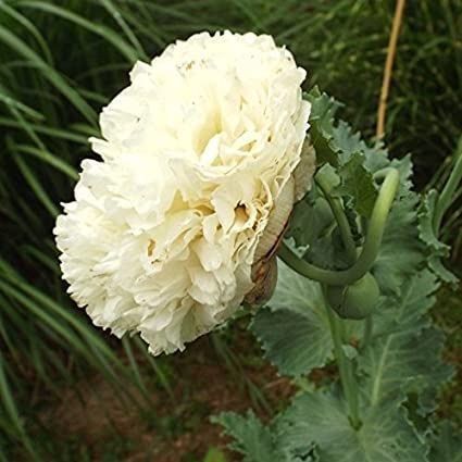 Piante & sementi: 500 Samen Mohn YELLOW PEONY – Nuovo (secondo la descrizione) da Ehrendingen venduto da VerveinaSamen 1