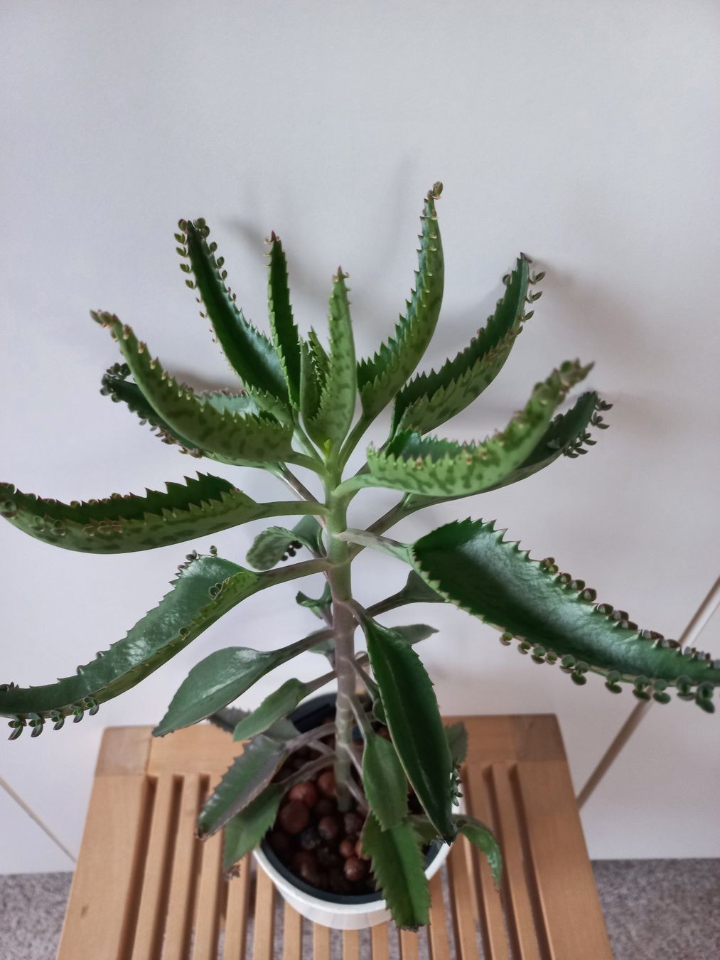 Piante & sementi: Steckling Kalanchoe delagoensis / Kindlibaum – Nuovo (secondo la descrizione) da Wettingen venduto da tonia3 3