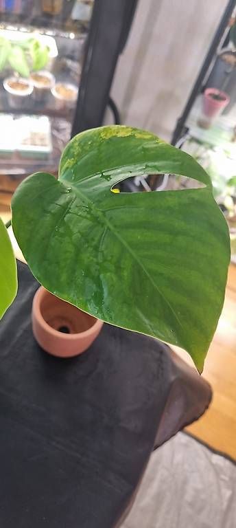 Plantes & graines: Monstera variegata Aurea – Neuf avec emballage d'origine à Wallenwil par pet_mz5n 2