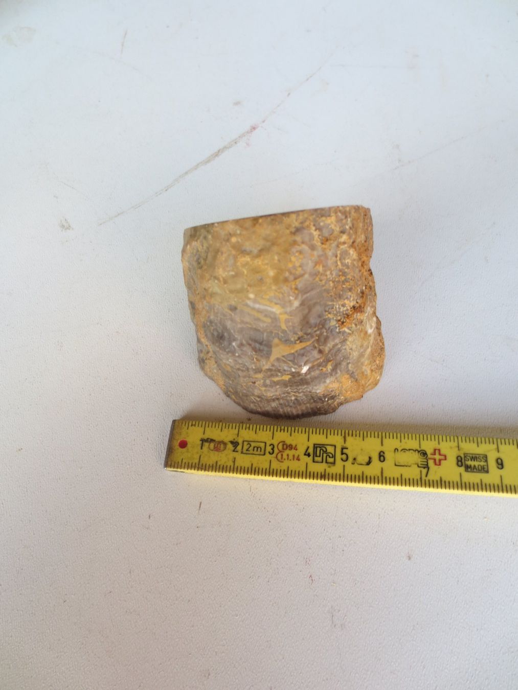 Fossili: Muschel Versteinerung- Hippurites – Usato da Weier im Emmental venduto da waefler03 4