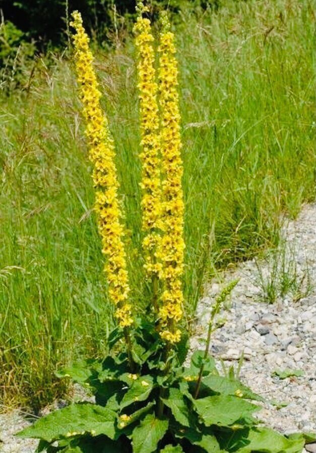 Pflanzen & Samen: 50 SAMEN Konigskerze VERBASCUM TAPSUS – Neu und originalverpackt aus Rovio von POSITIFFARTandPLANTS 4