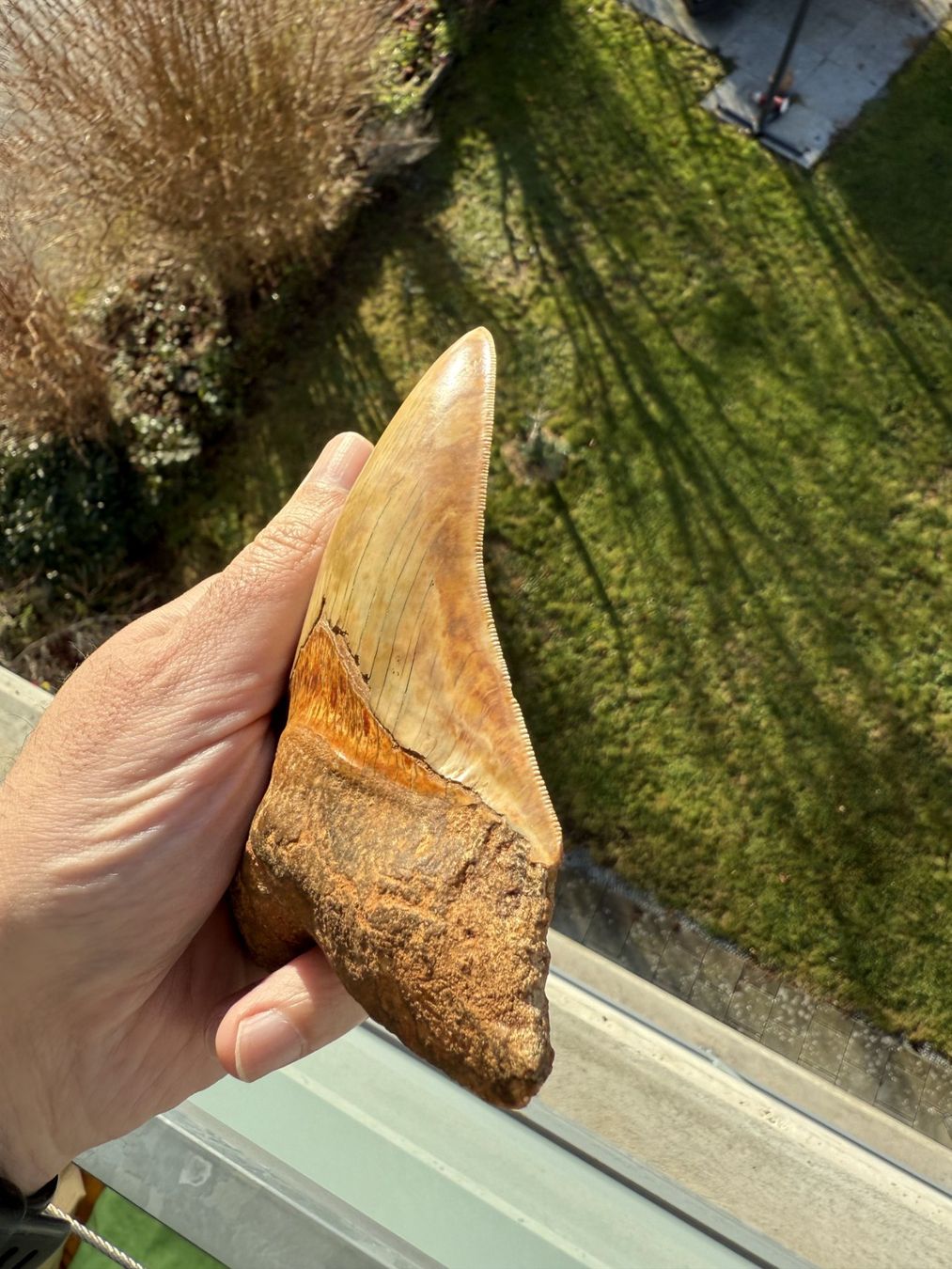 Fossili: riesiger Megalodon Zahn Indonesien – Usato da schüpfen venduto da rica122 2