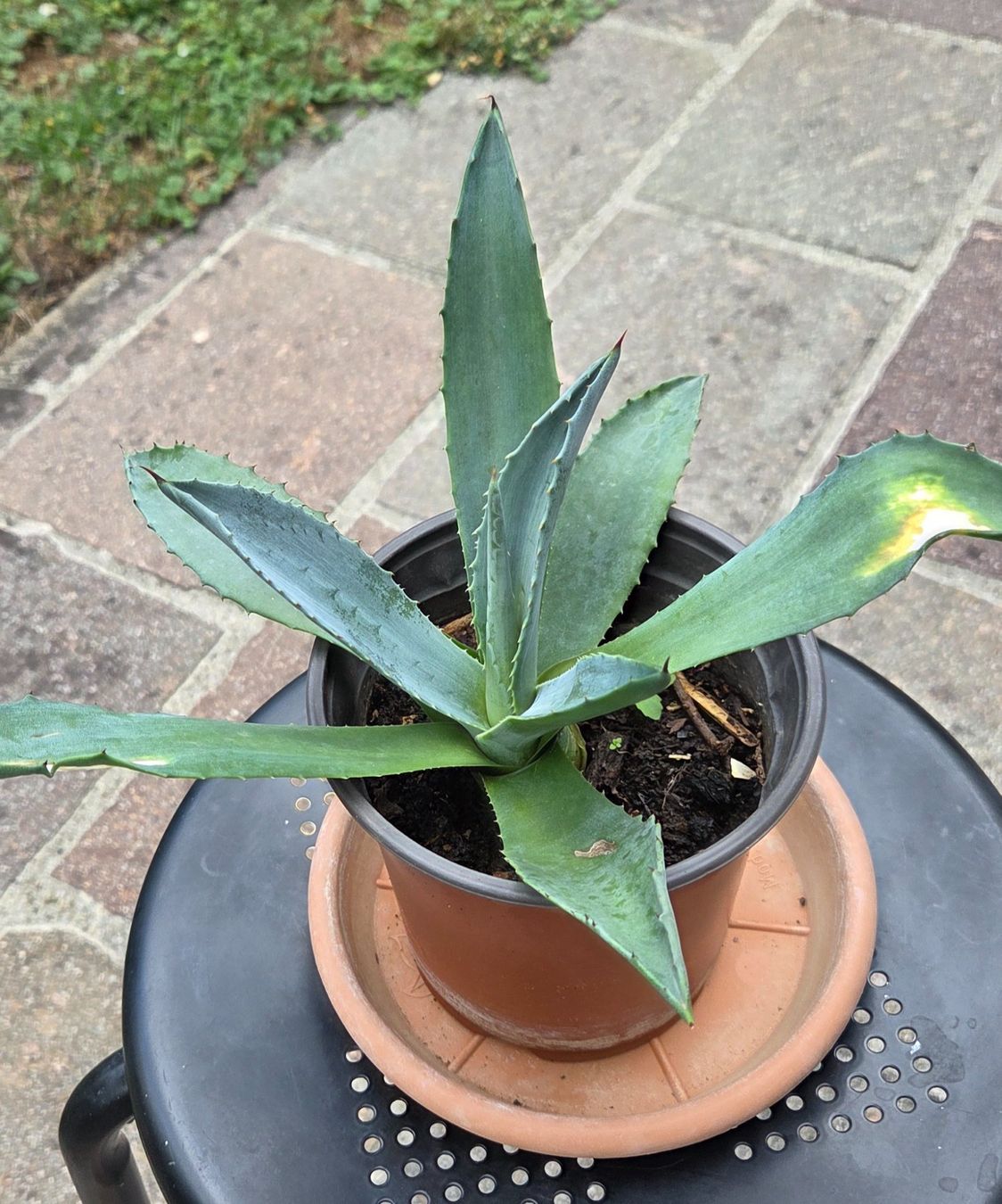 Pflanzen & Samen: Agave, kein Kaktus, eine Sukkulente – Gebraucht aus Würenlos von Browni01 1