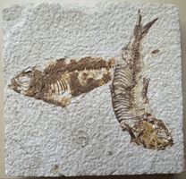 Versteinerung mit zwei kleinen Fischen 