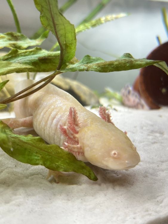 Aquarium Axolotl komplett Kaufen auf Ricardo