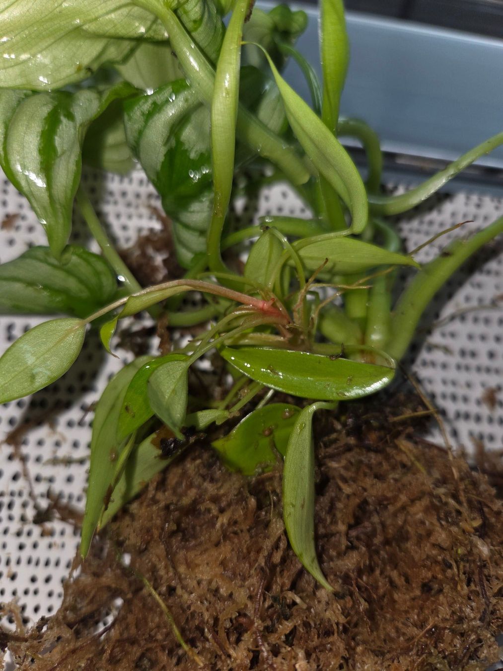 Pflanzen & Samen: ** Philodendron Mamei** – Gebraucht aus Broc von omegadlocks 2