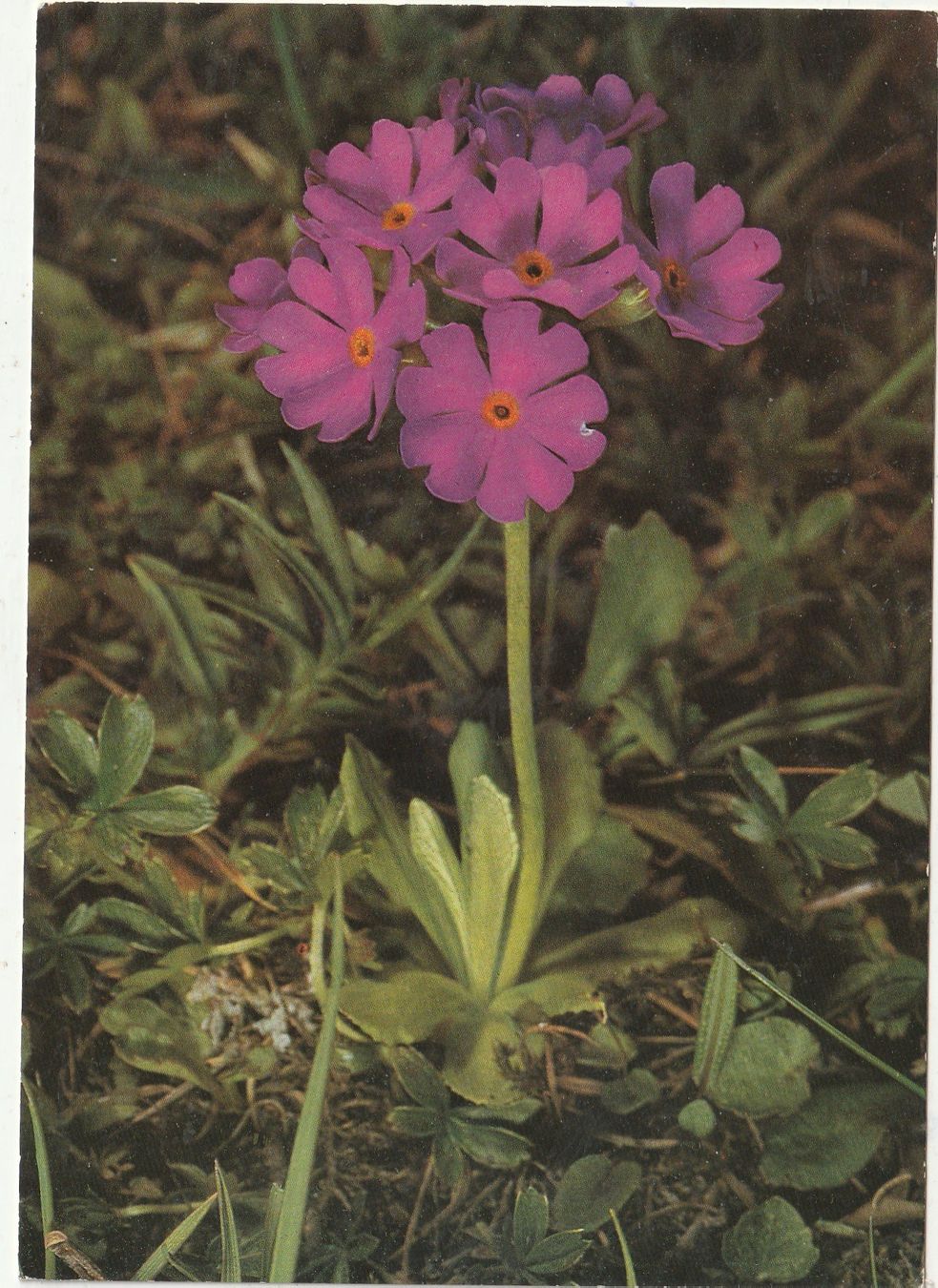 Ansichtskarten: Blumenkarte – Gebraucht aus Lumbrein von made02