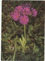 Blumenkarte