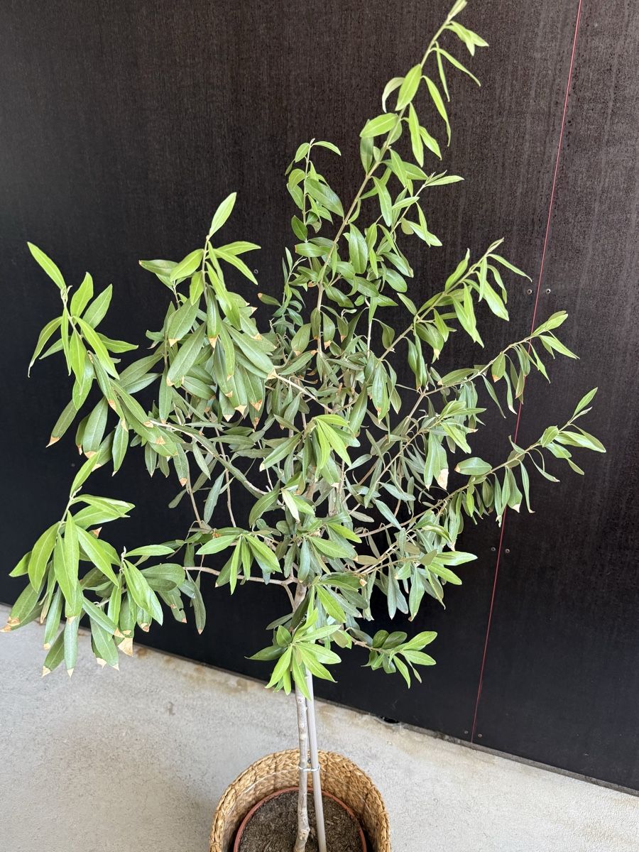 Plantes & graines: Olivenbaum – D'occasion à Bern par LM08 1
