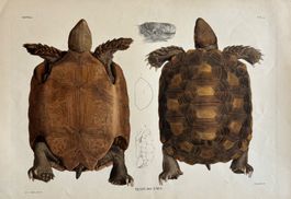 Lithographie C.J. Temminck 1839, Schildkröte, Reptil,  RAR!!
