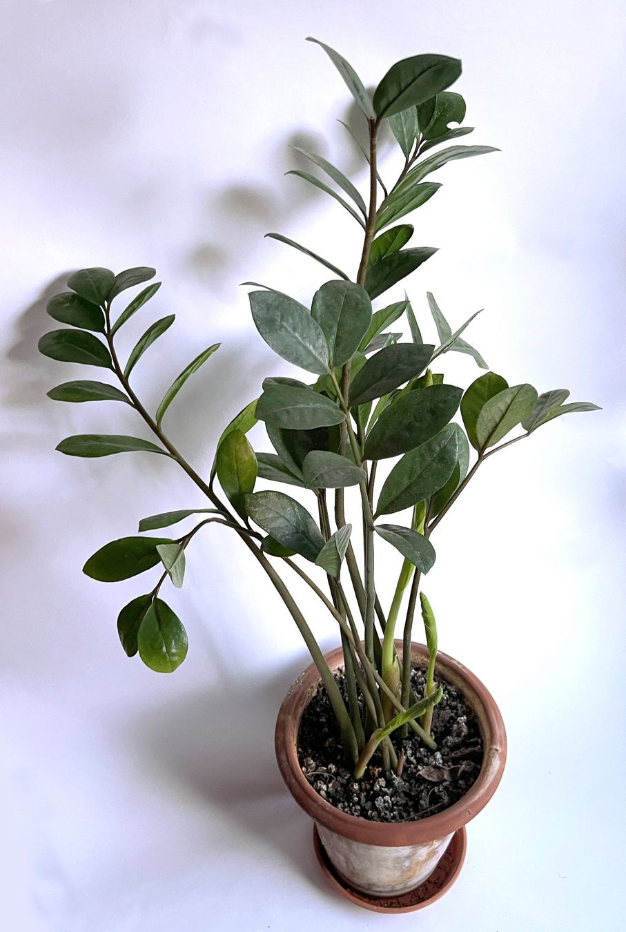 Piante & sementi: Zamioculcas***** – Nuovo (secondo la descrizione) da Dübendorf venduto da Orchid18 1
