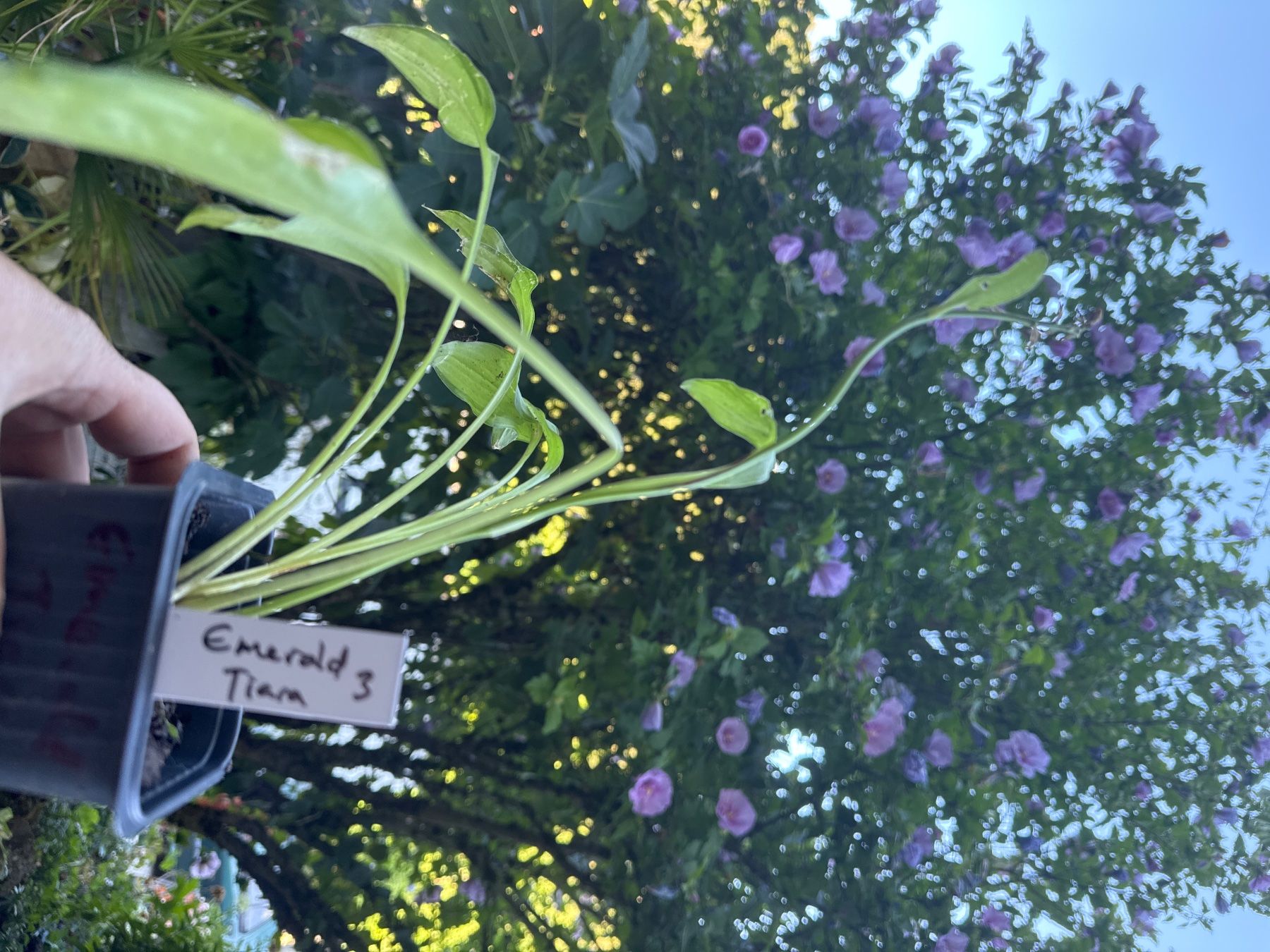 Piante & sementi: Hosta emerald tiara 3 – Usato da Lajoux JU venduto da Briard0