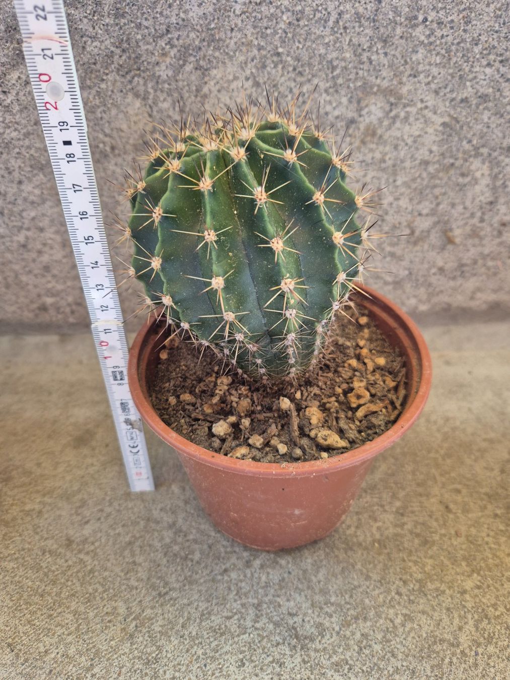 Piante & sementi: Kleiner Kaktus Echinopsis – Nuovo (secondo la descrizione) da Langenthal venduto da Polarisstern