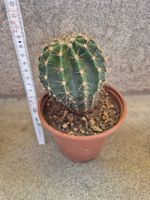 Kleiner Kaktus Echinopsis