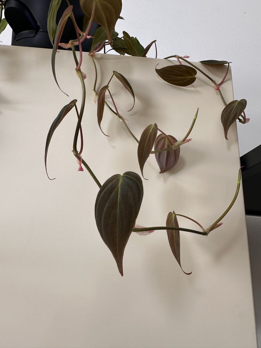 Piante & sementi: Philodendron micans – Steckling – Nuovo e nell'imballaggio originale da Taverne venduto da Alexbernasconi14 1