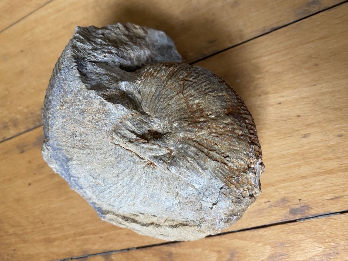 Fossili: Ammonit – Usato da Liestal venduto da Stephanoceras1 2
