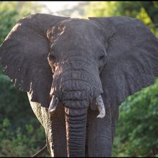 Profile image of Etzli