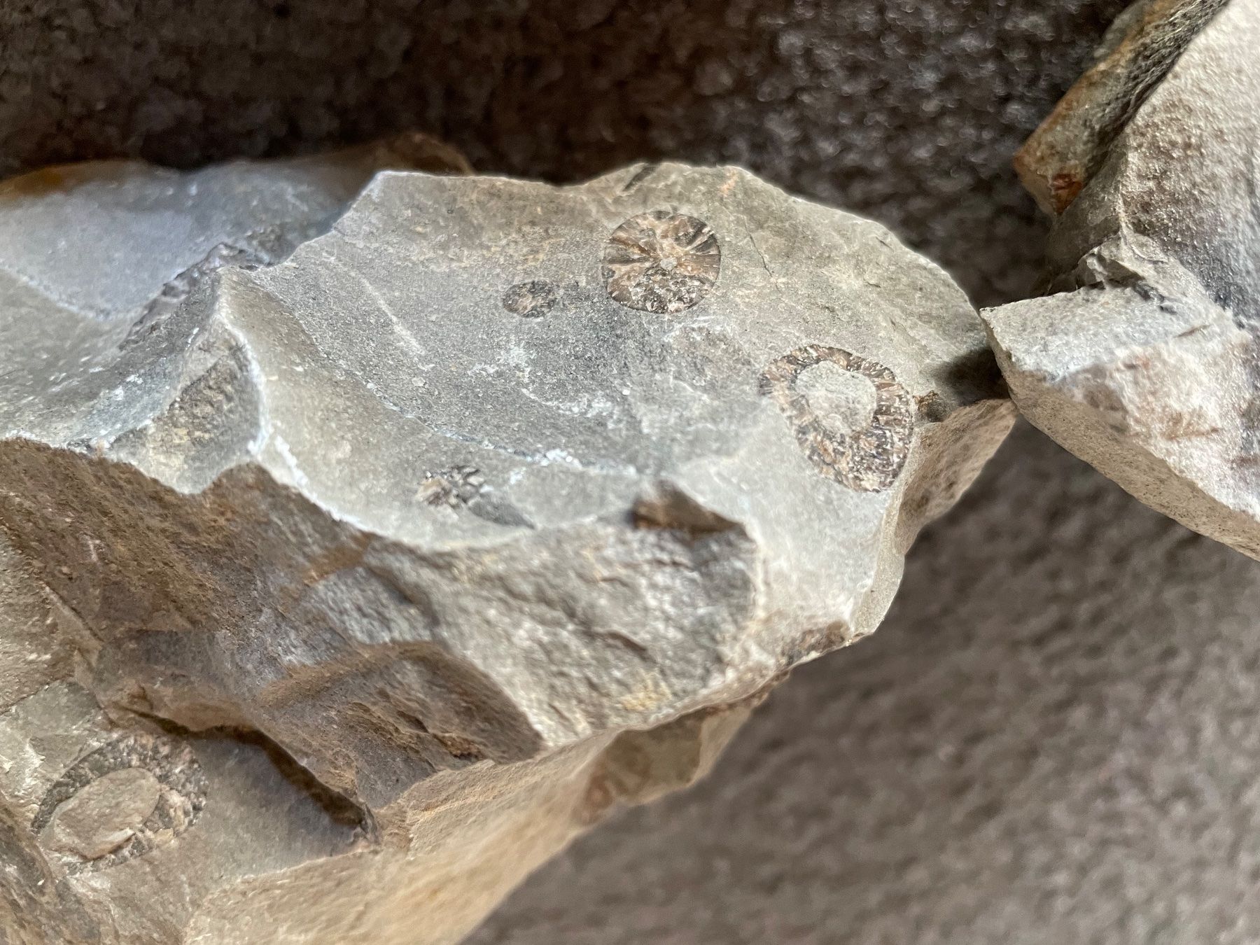 Minerali & Pietre curative: Steine mit Versteinerungen – Usato da Esslingen venduto da Zeppi1 2