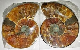 GUT ERHALTENE FOSSILE-AMMONITEN-PAAR,7,5 CM150 MIO.JAHRE ALT