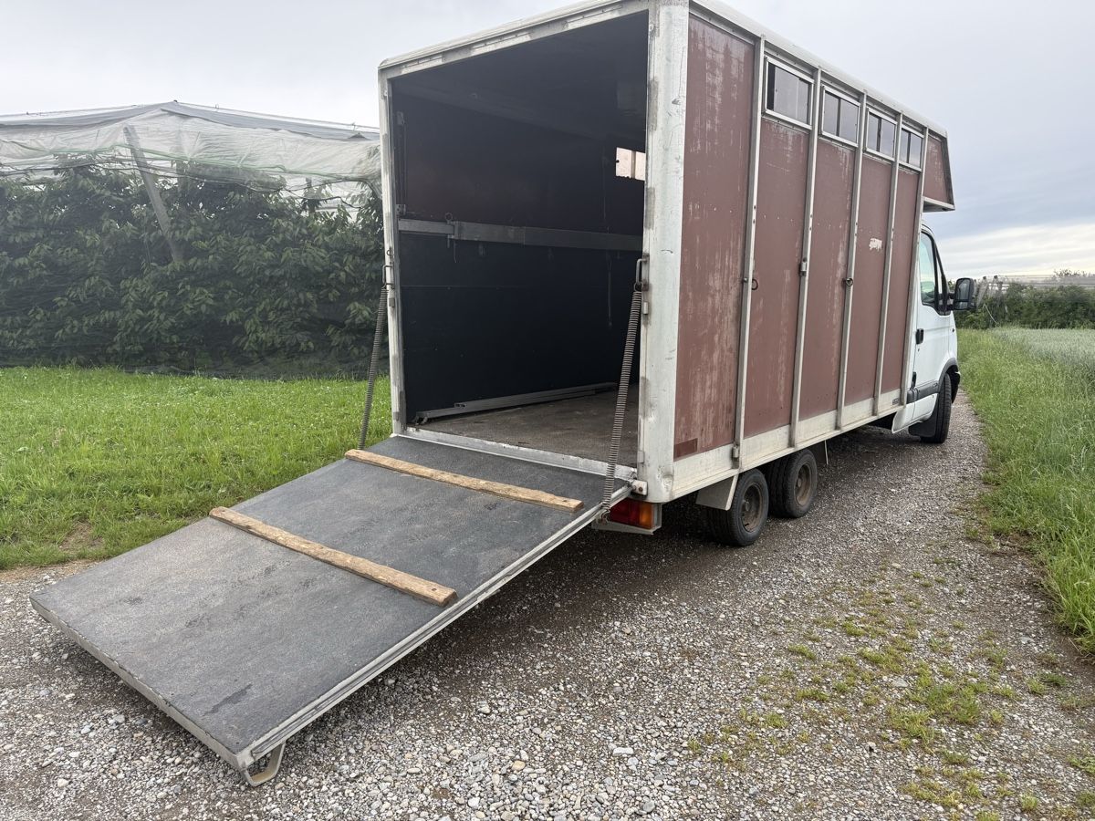 Renault Veicoli commerciali: Pferdetransporter Aufbau Scherz – Usato da Romanshorn venduto da fiber01 2