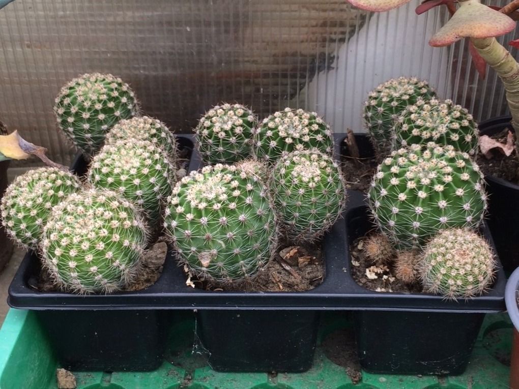 Piante & sementi: Echinopsis eyriesii – Nuovo (secondo la descrizione) da Vinelz venduto da Wellensittich55