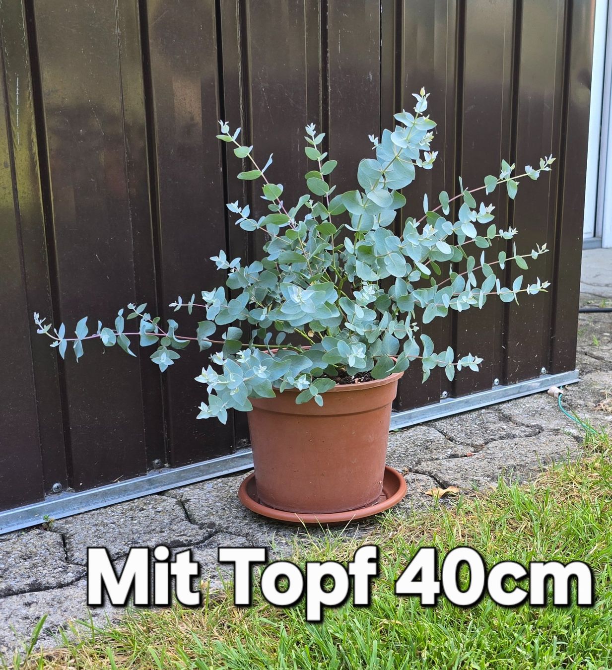 Pflanzen & Samen: Eukalyptus – Neu (gemäss Beschreibung) aus Aarburg von popkorn65