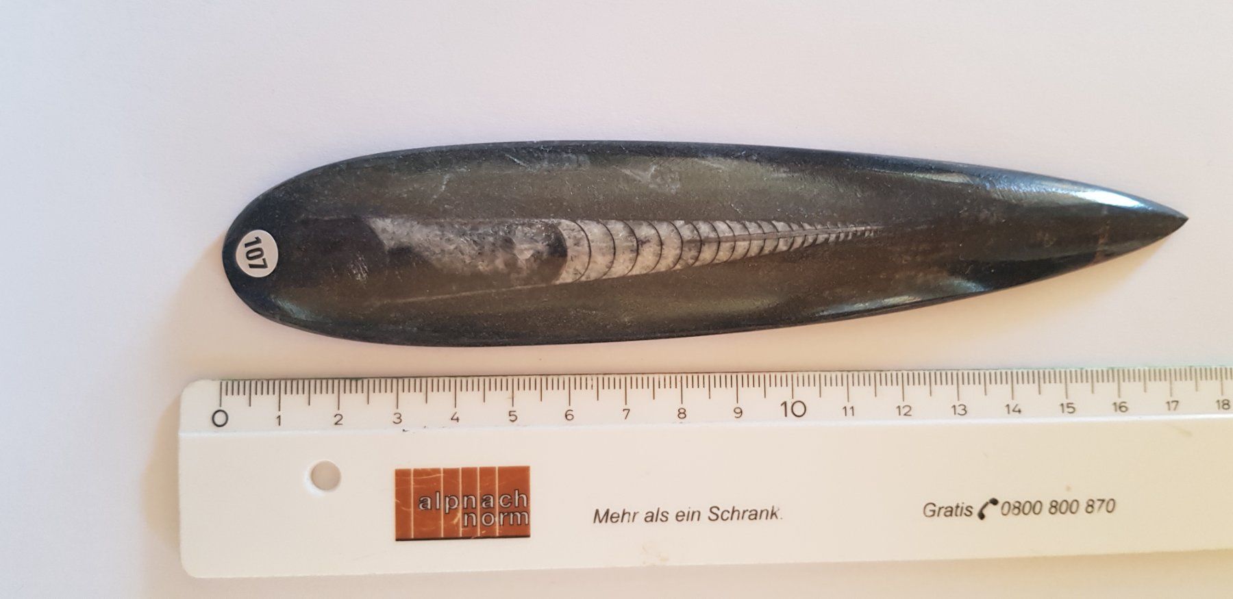 Fossili: Orthoceras  Nr 107 – Nuovo (secondo la descrizione) da Schwanden-Brienz venduto da Testudo06