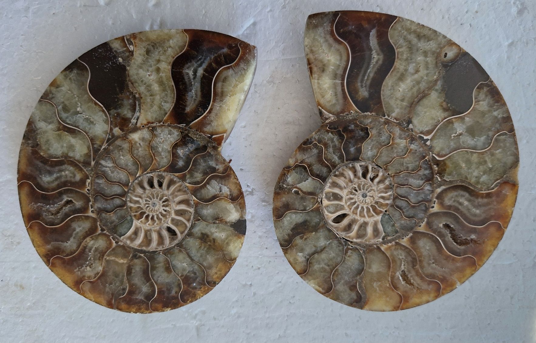 Fossilien: Schöner Ammonit, poliert – Gebraucht aus Zürich von Waitsforever