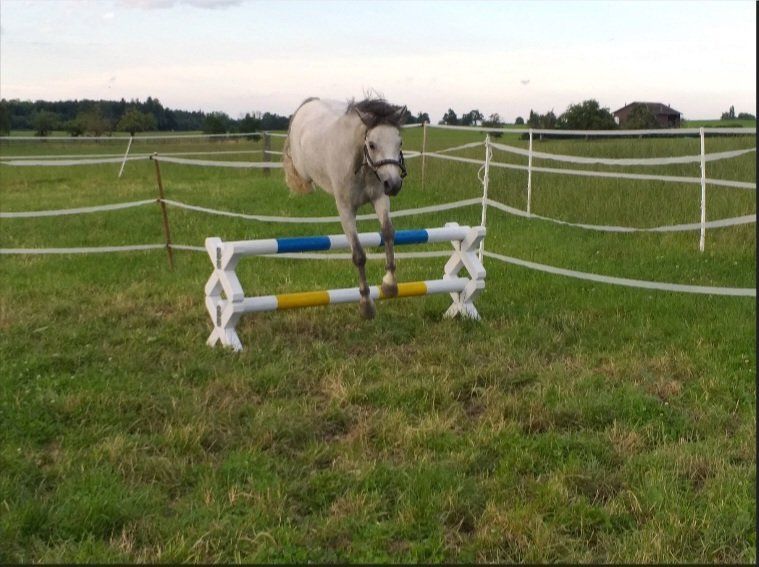 Briglie & Cavezze: Neues Cavaletti nach Wunsch gestrichen – Nuovo e nell'imballaggio originale da Amriswil venduto da Landherzli