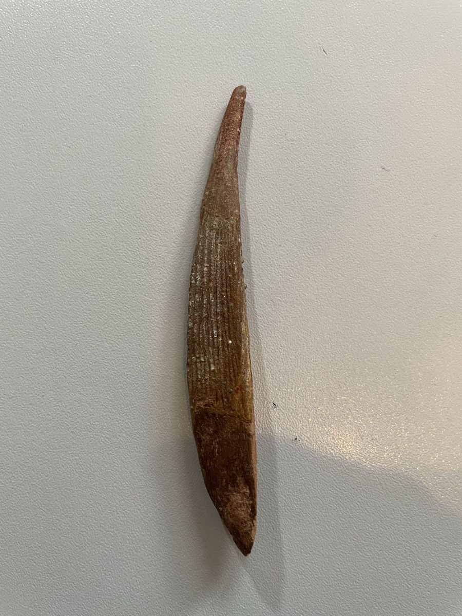 Fossili: Rückenflosse - Hybodus – Usato da Biel/Bienne venduto da nimmes