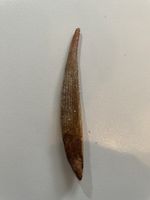 Rückenflosse - Hybodus