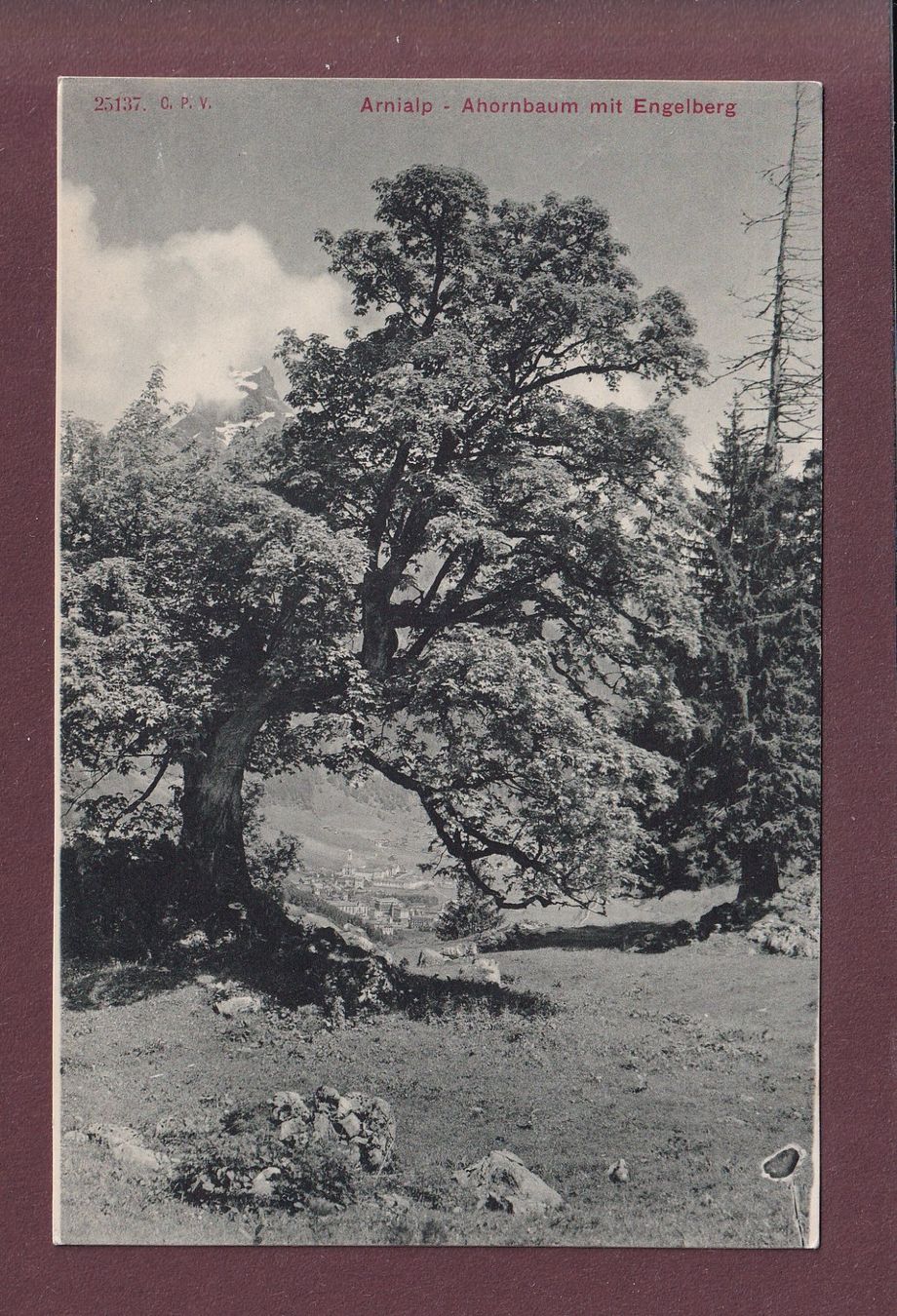 Cartoline postali: ARNIALP - Ahornbaum mit Engelberg – Usato da Pully venduto da nicecards