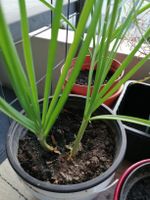 Schnittknoblauch