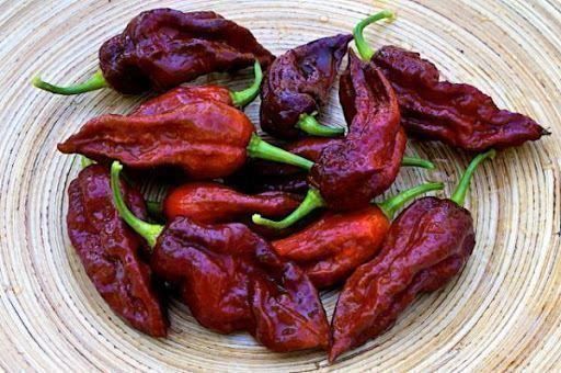 Pflanzen & Samen: BHUT JOLOKIA CHOCO PIMENT TRES FORT 10g – Neu (gemäss Beschreibung) aus Bremblens von FIBONACCI369