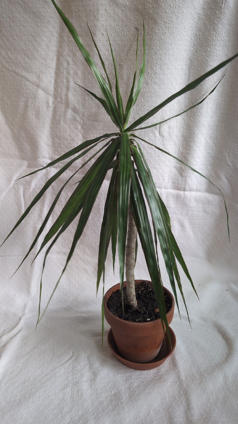 Piante & sementi: Dracaena marginata Palme – Usato da Wallisellen venduto da ali_x62p