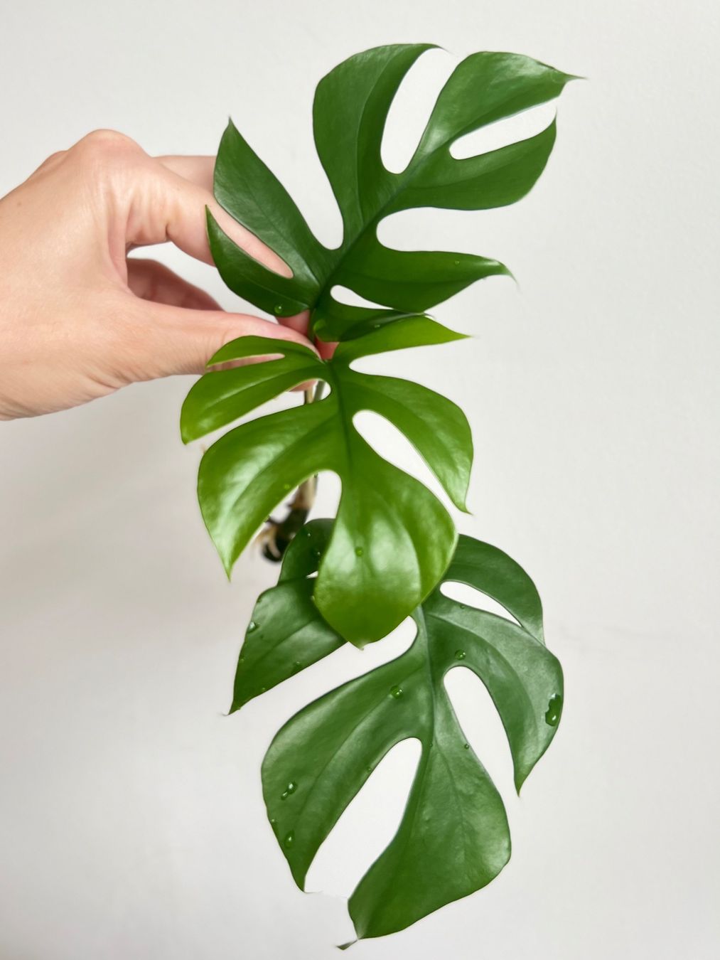 Pflanzen & Samen: Monstera minima Kopfsteckling💚 – Gebraucht aus Glattpark(Opfikon) von ste_n99y 1