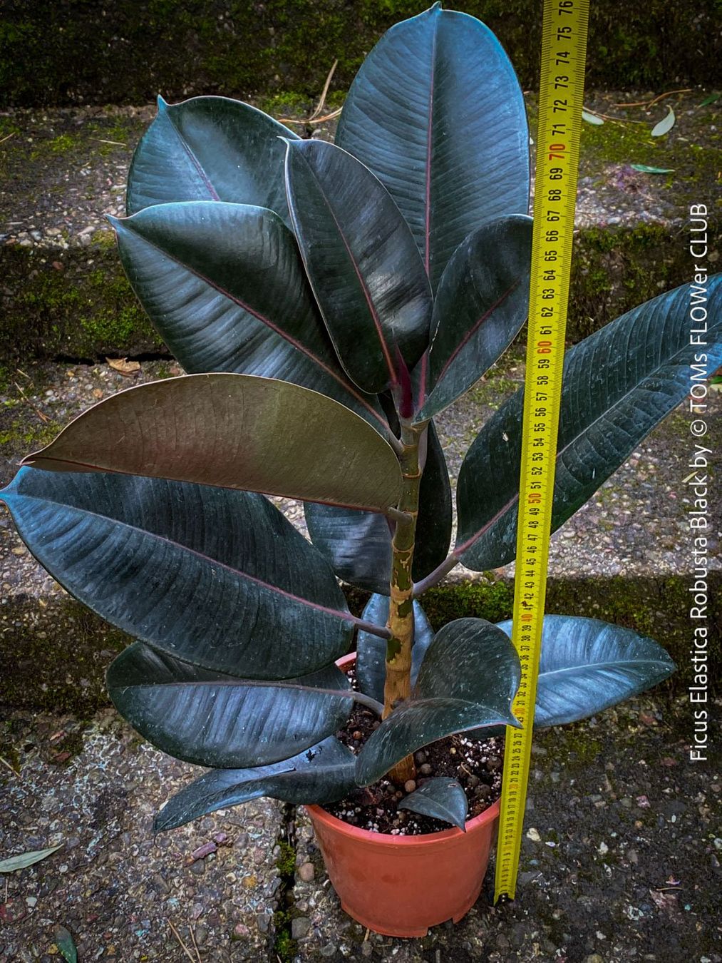 Piante & sementi: Ficus Elastica Robusta Black - "Gothic" schwarzer Gummibaum – Nuovo e nell'imballaggio originale da Adliswil venduto da astom369 4