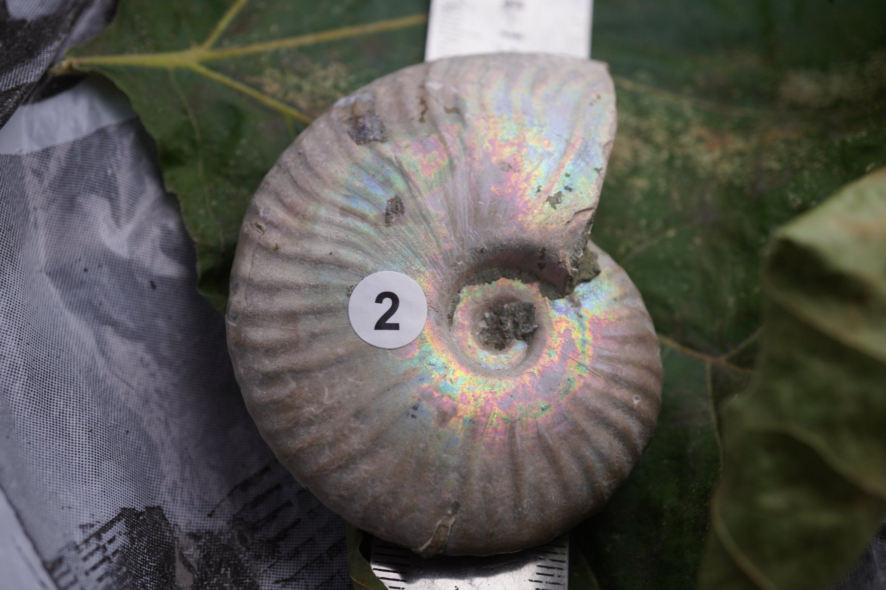 Minéraux & Lithothérapie: Ammonit  Opalisiert   Wunderschön  ca  75mm – Neuf avec emballage d'origine à Eschenbach SG par topstone 4