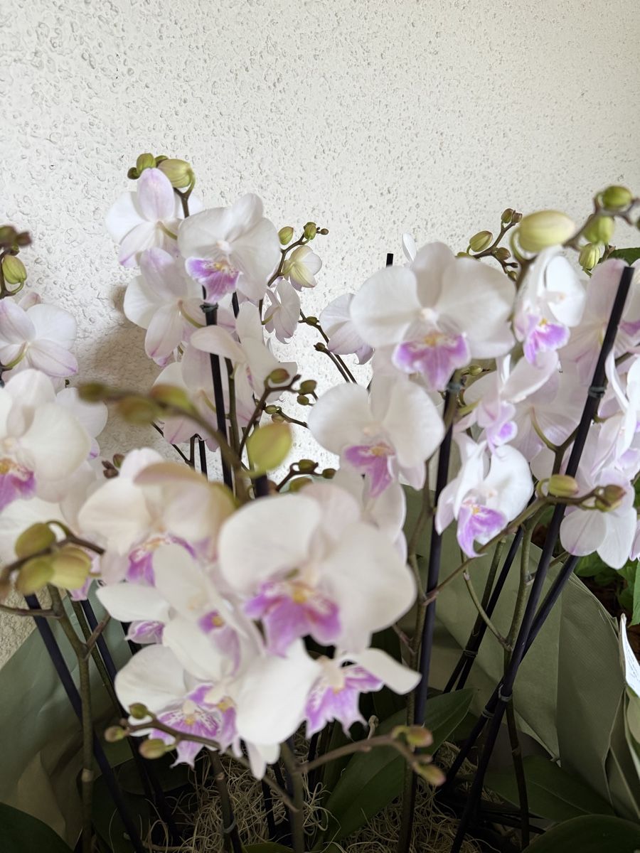 Piante & sementi: 14 Orchideen im Korb Topf – Nuovo e nell'imballaggio originale da Küsnacht ZH venduto da lyd_8mmf 2