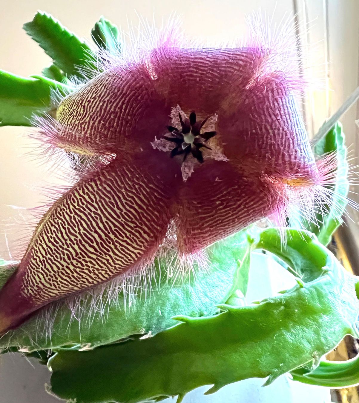 Piante & sementi: Stapelia***** – Nuovo (secondo la descrizione) da Dübendorf venduto da Orchid18