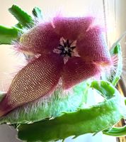 Stapelia*****