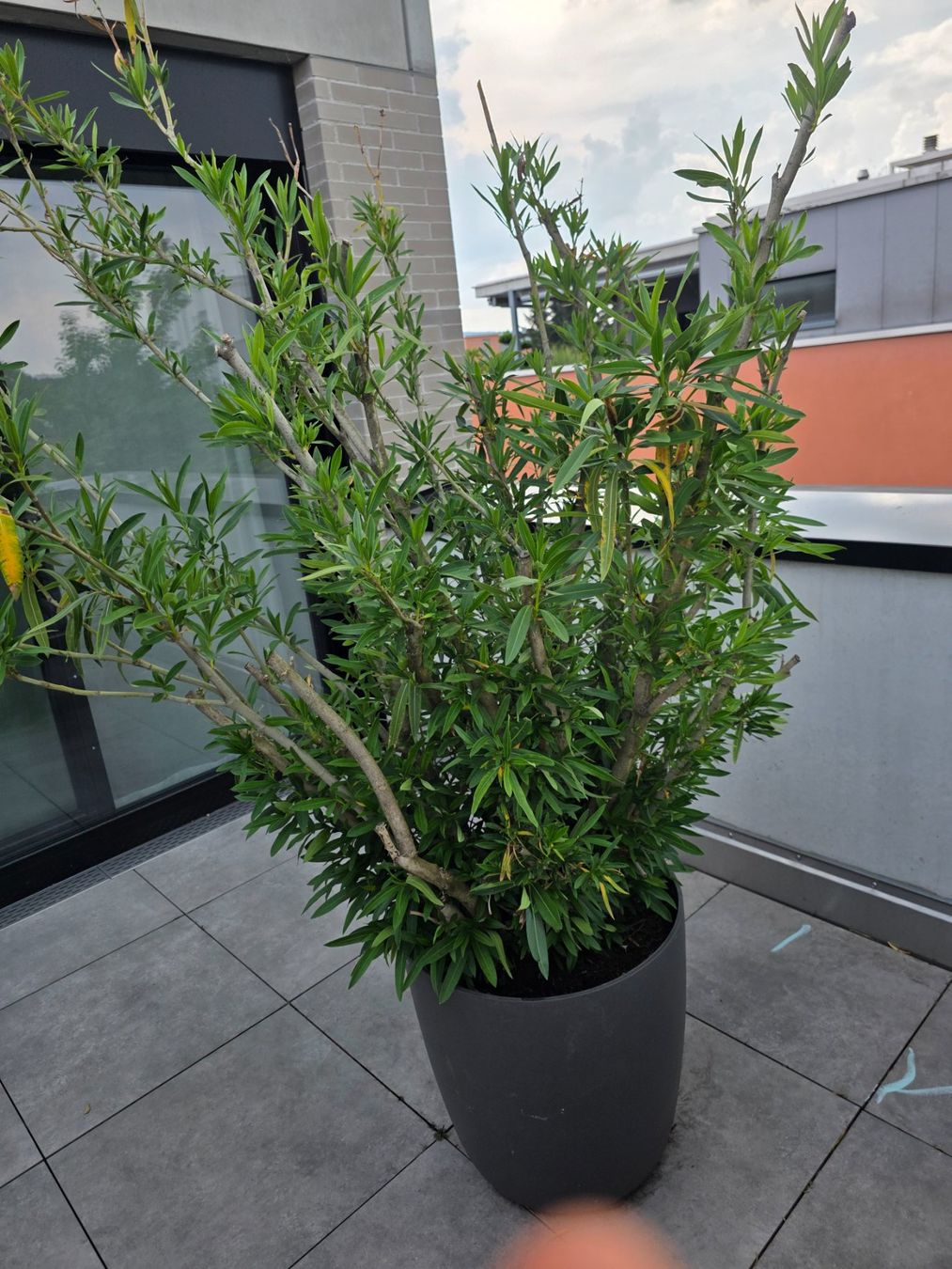 Plantes & graines: Oleander eingetopft. – D'occasion à Nänikon par Nova81 2