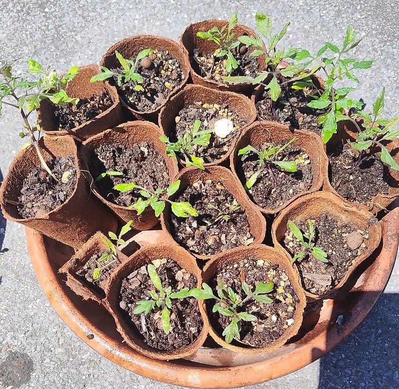 Piante & sementi: Gratis Tomatensetzlinge vermutlich Cherry – Usato da Aarau venduto da ale_2tmq 2
