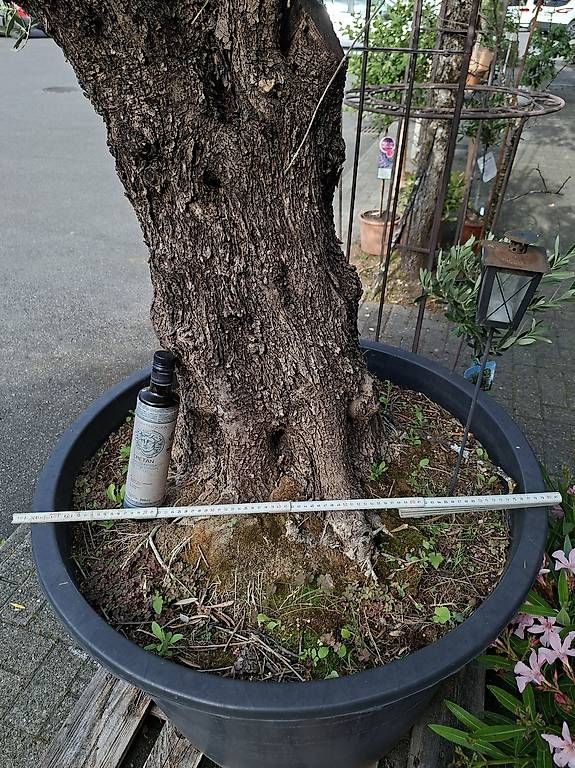 Plantes & graines: Olivenbaum ca 120 Jährig – D'occasion à Steffisburg par Tim4.11