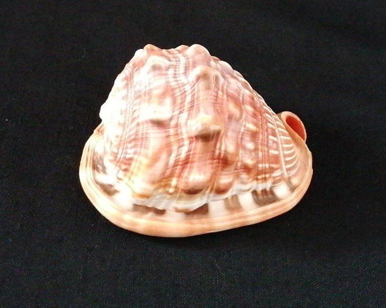 Fossilien: kleine Muschel – Gebraucht aus Grächen von Hel7890