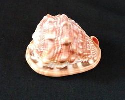 kleine Muschel