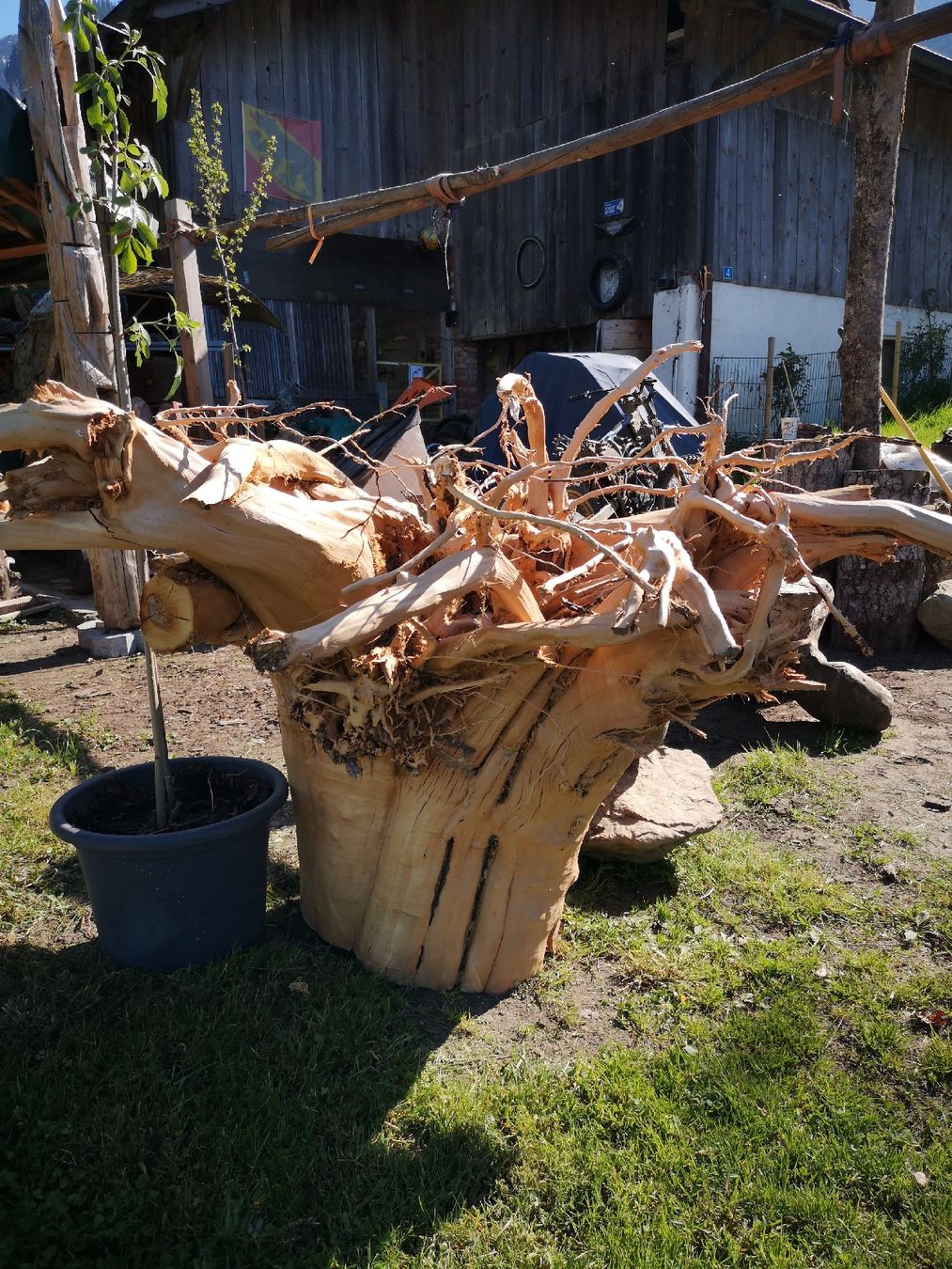 Articoli in legno: Wurzelstock entrindet – Nuovo (secondo la descrizione) da Höfen b. Thun venduto da ham_llv8