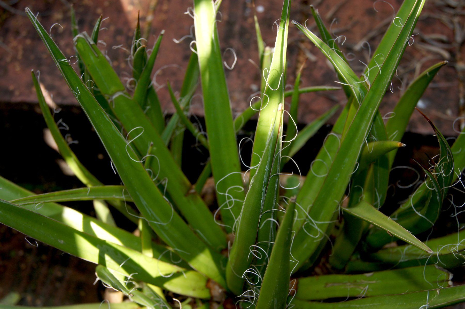 Piante & sementi: Agave filifera in robustem Tontopf – Usato da Geroldswil venduto da botanicals 2
